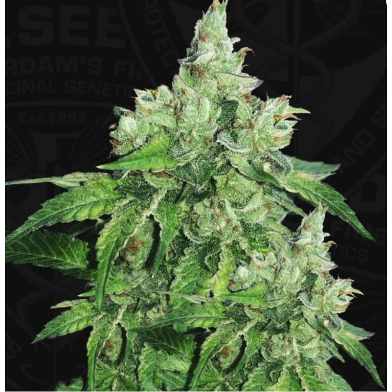 CITRON GIVRE · TH Seeds · semillas de marihuana · Fem