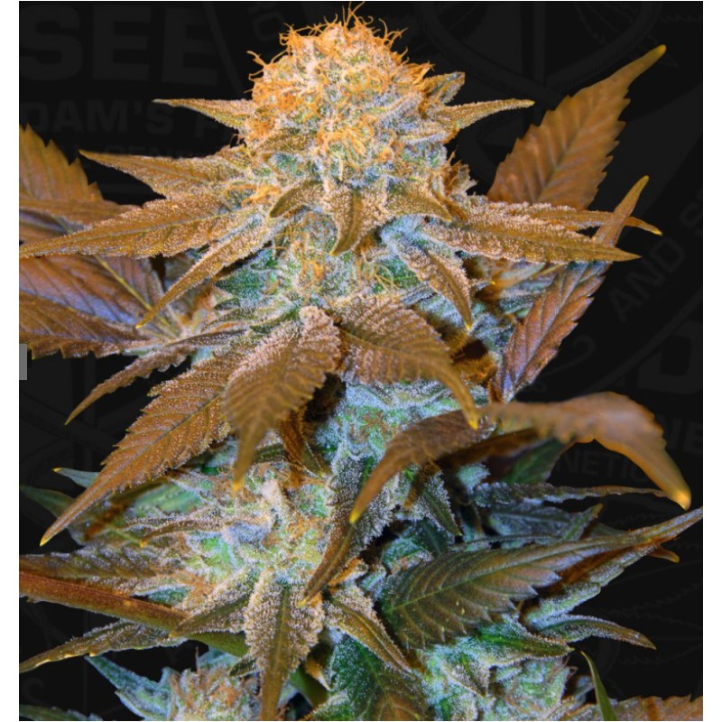 CRITICAL HOG · TH Seeds · semillas de marihuana · Fem