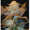 CRITICAL HOG · TH Seeds · semillas de marihuana · Fem