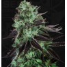 DARKSTAR · TH Seeds · semillas de marihuana · Fem
