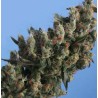 KUSHAGE · TH Seeds · semillas de marihuana · Fem