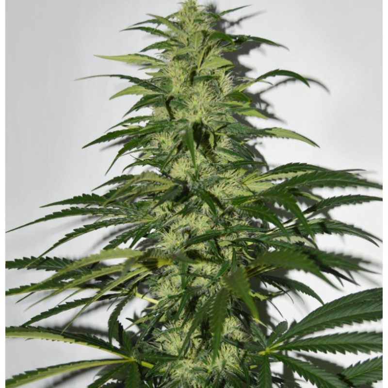 S.A.G.E. · TH Seeds · semi di canapa indiana · Fem