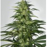 S.A.G.E. · TH Seeds · semillas de marihuana · Fem