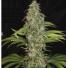 S.A.G.E. CBD · TH Seeds · semillas de marihuana · Fem