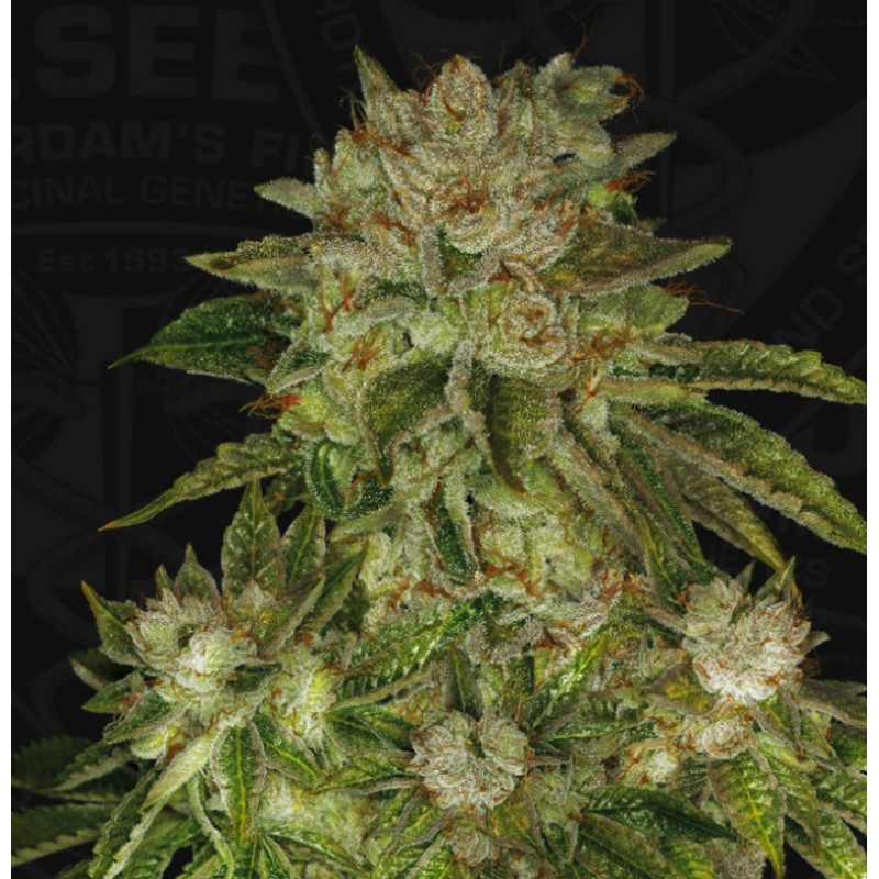 MK ULTRA · TH Seeds · semillas de marihuana · Fem