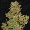 MOB · TH Seeds · semillas de marihuana · Fem