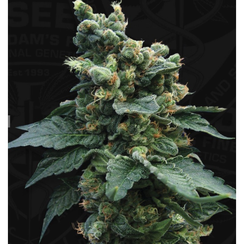 SAGE N SOUR · TH Seeds · semillas de marihuana · Fem
