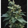 SAGE N SOUR · TH Seeds · semillas de marihuana · Fem
