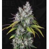UNDERDAW OG · TH Seeds · semillas de marihuana · Fem