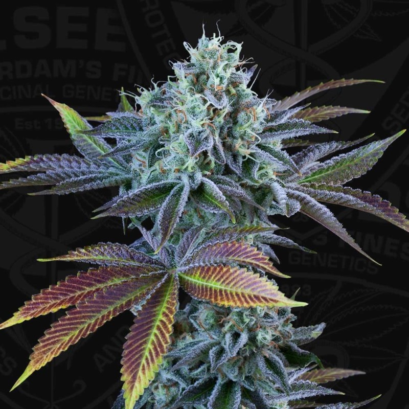 AUTO FRENCH MACARON · TH Seeds · semi di canapa · AutoFem