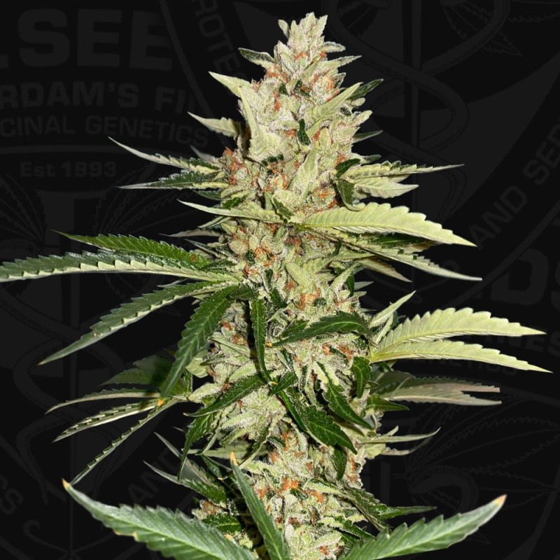BANANA CANDY KRUSH · TH Seeds · semillas de marihuana · Fem