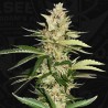 BANANA CANDY KRUSH · TH Seeds · semillas de marihuana · Fem