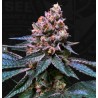 BLACK APPLE HITCHCOCK · TH Seeds · semillas de marihuana · Fem