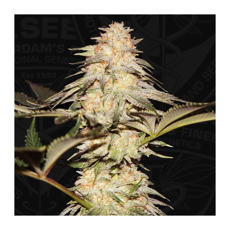 BUBBLEBANANAGUM · TH Seeds · semillas de marihuana · Fem