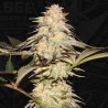 BUBBLEBANANAGUM · TH Seeds · semillas de marihuana · Fem