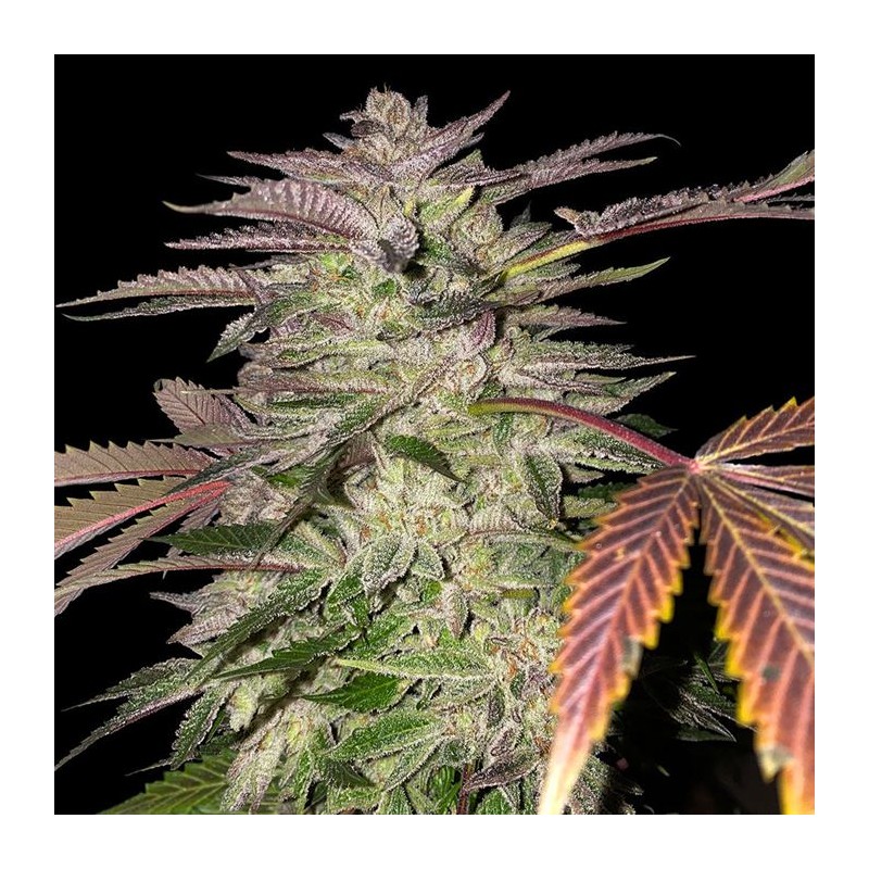 GELATO CAKE · TH Seeds · semillas de marihuana · Fem