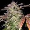 GELATO CAKE · TH Seeds · semillas de marihuana · Fem