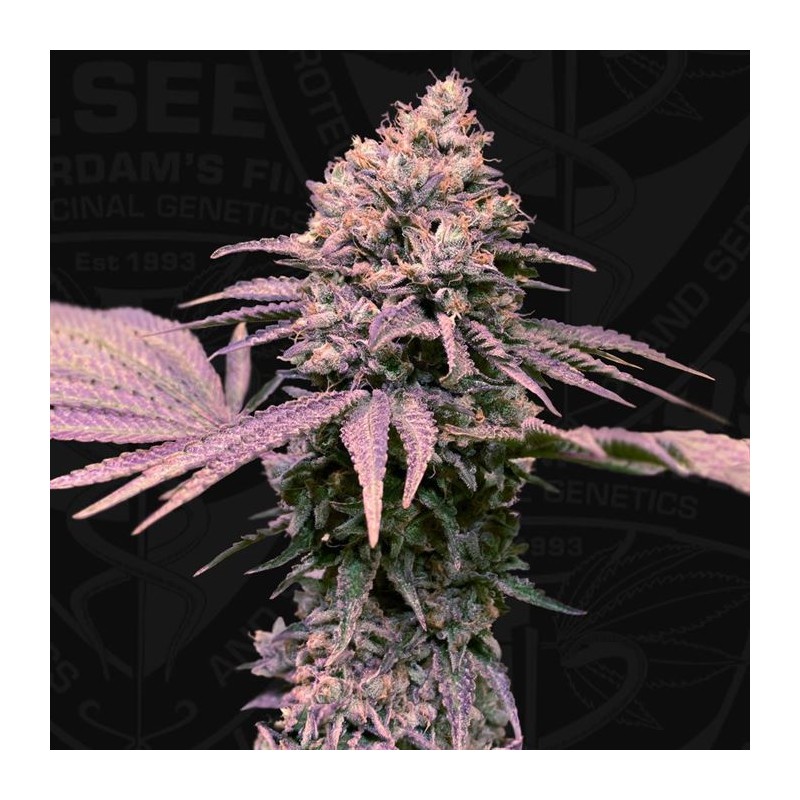 LONDON MINT CAKE · TH Seeds · semillas de marihuana · Fem