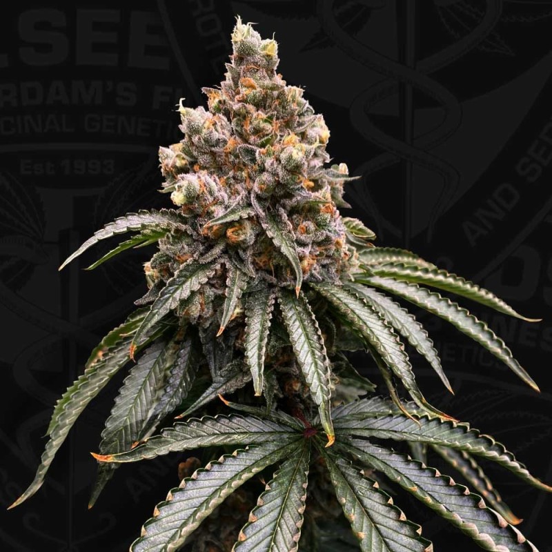 MONA LISA · TH Seeds · semillas de marihuana · Fem