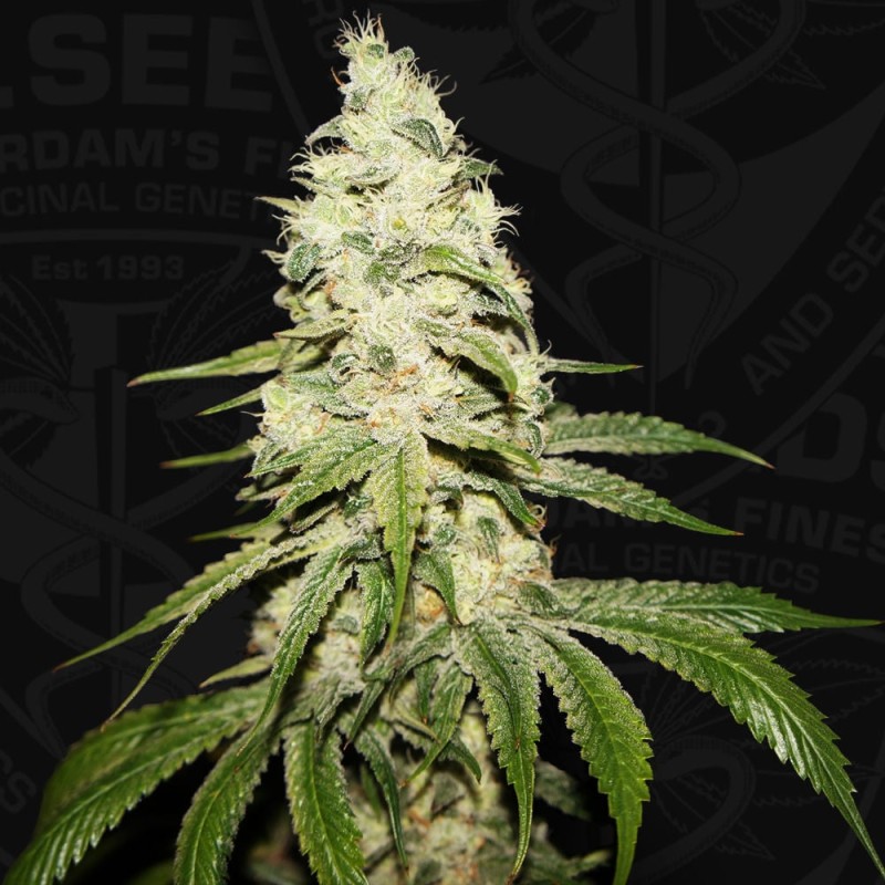 MONT BLANC · TH Seeds · semillas de marihuana · Fem