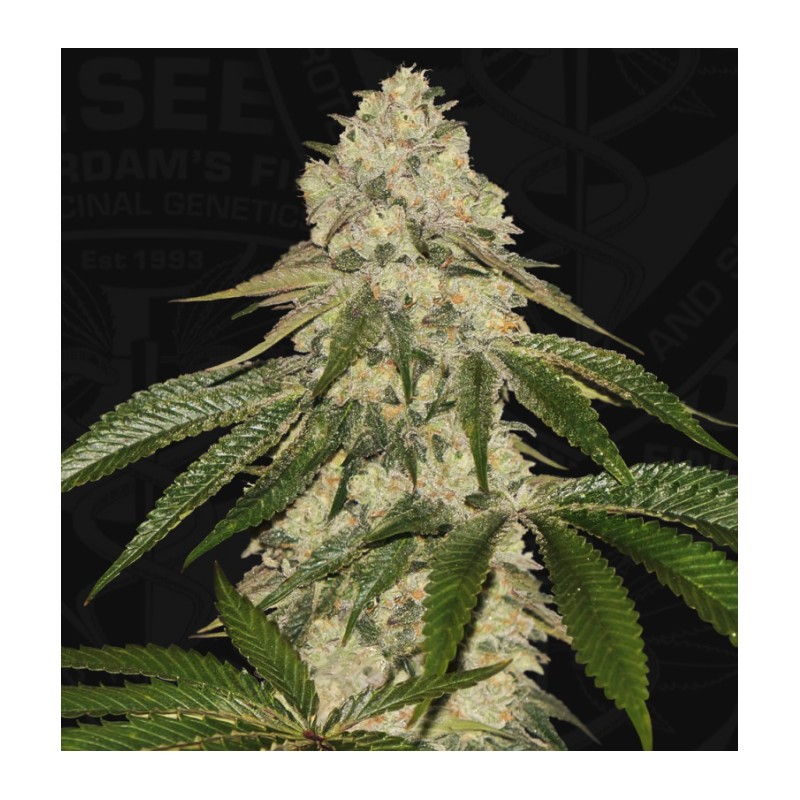 PISTHASH · TH Seeds · semillas de marihuana · Fem