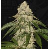 PISTHASH · TH Seeds · semillas de marihuana · Fem