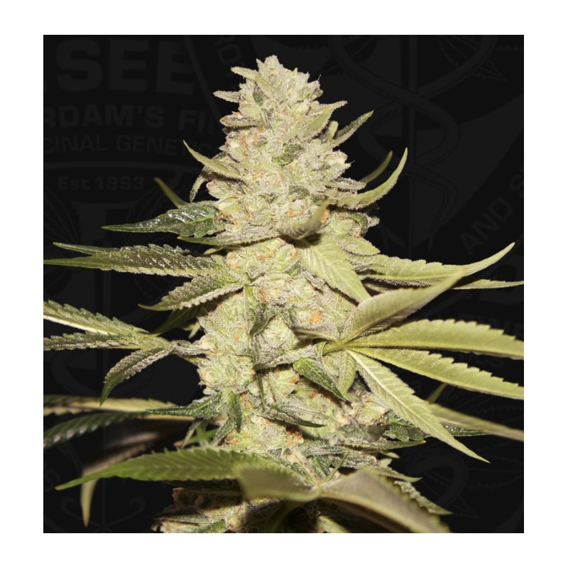 PLANET LEMON · TH Seeds · semillas de marihuana · Fem