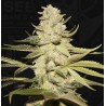 PLANET LEMON · TH Seeds · semi di canapa · Fem