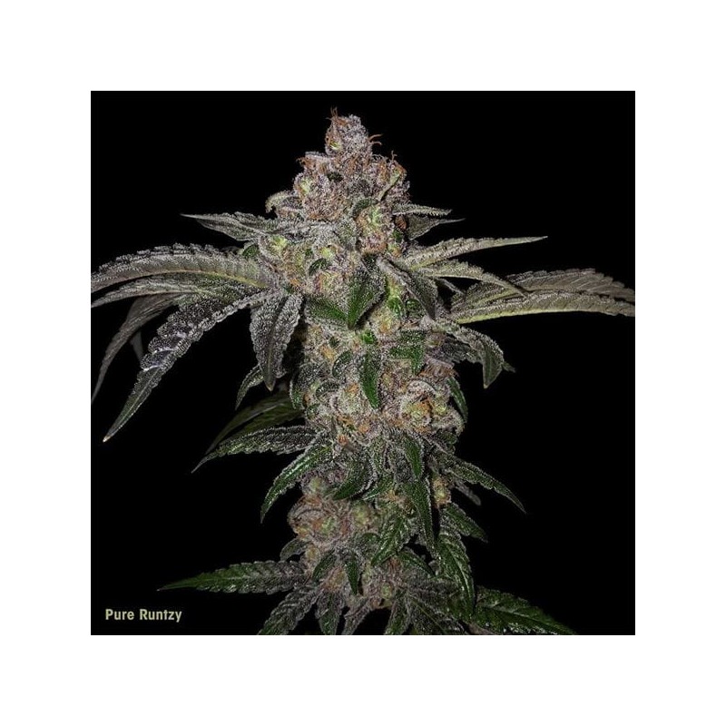 PURE RUNTZY · TH Seeds · semillas de marihuana · Fem