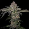 PURE RUNTZY · TH Seeds · semillas de marihuana · Fem