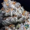 PURPLE BANANA CREAM · TH Seeds · semillas de marihuana · Fem