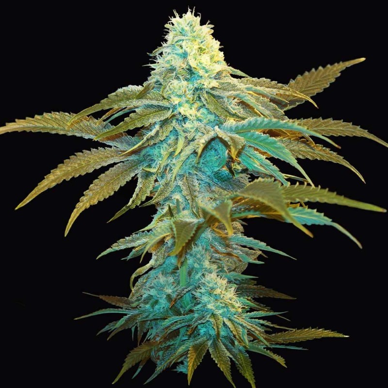 VANILLA SUNDAE · TH Seeds · semillas de marihuana · Fem