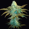 VANILLA SUNDAE · TH Seeds · semillas de marihuana · Fem