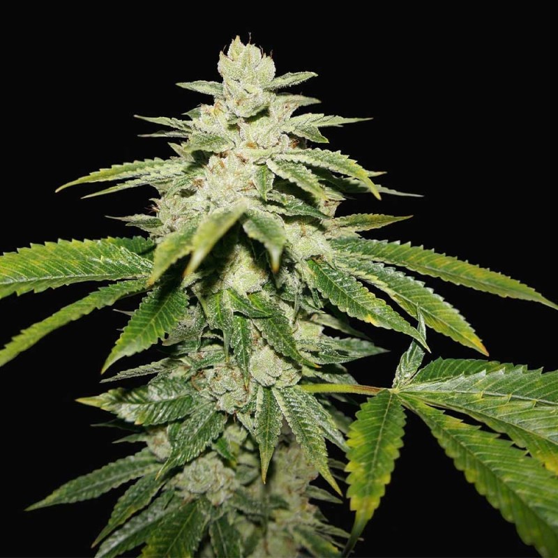 WATERMELON ULTRA · TH Seeds · semillas de marihuana · Fem