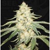 WY-KIKI · TH Seeds · semillas de marihuana · Fem