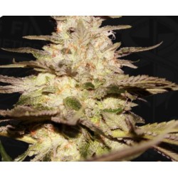 CALIFUNK · TH Seeds · semillas de marihuana · Fem