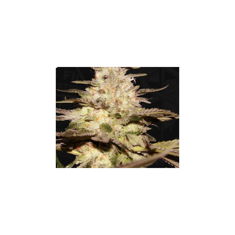 CALIFUNK  · TH Seeds · semi di canapa · Fem