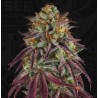 HAZANANA · TH Seeds · semillas de marihuana · Fem