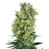 CALI ORANGE BUD · White Label Seeds · semillas de marihuana · Reg