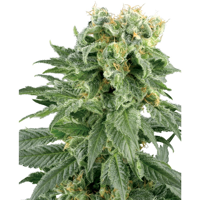DOUBLE GUM · White Label Seeds · semillas de marihuana · Reg