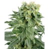 DOUBLE GUM · White Label Seeds · cannabis seeds · Reg