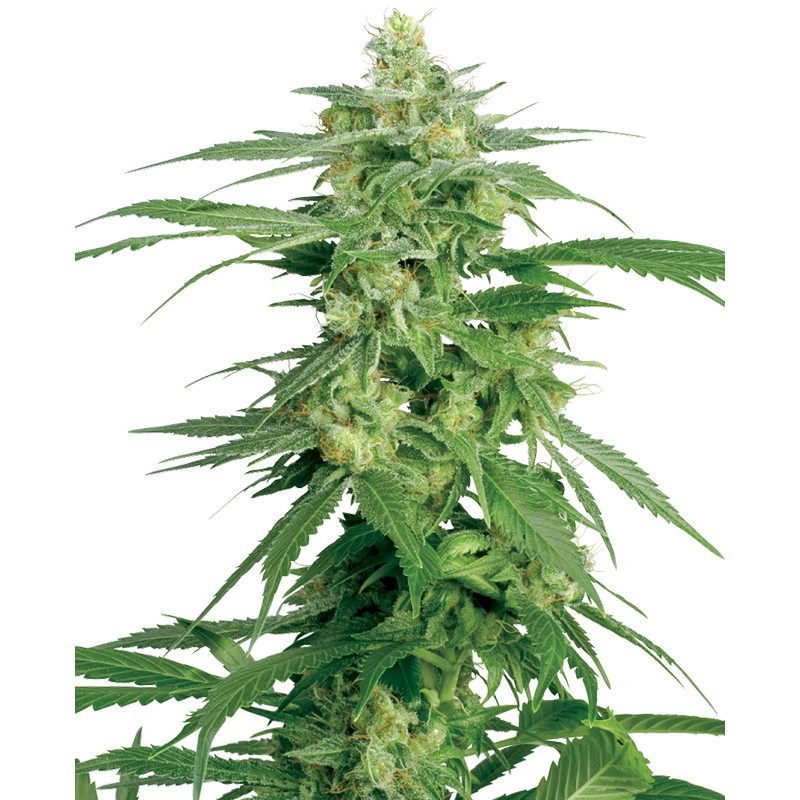 HOLLANDS HOPE · White Label Seeds · semillas de marihuana · Reg