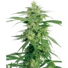 HOLLANDS HOPE · White Label Seeds · semillas de marihuana · Reg