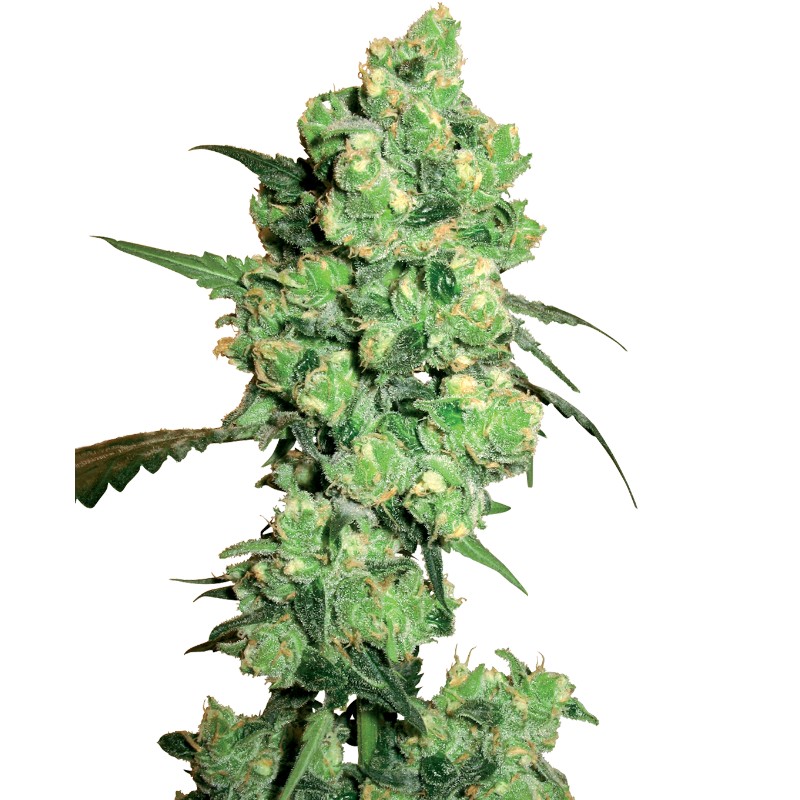 SUPER SKUNK · White Label Seeds · semi di canapa · Reg