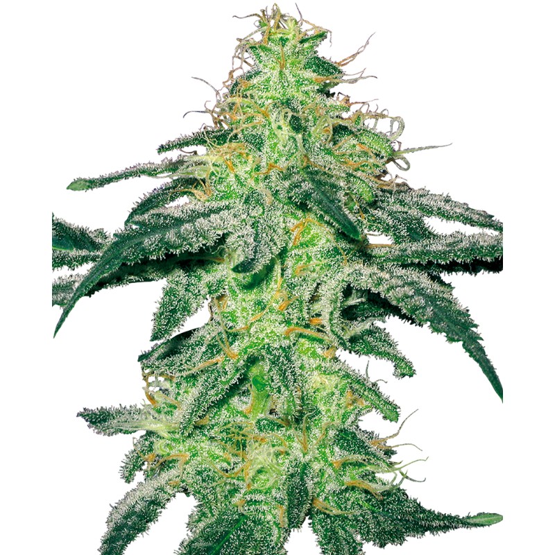 WHITE SKUNK · White Label Seeds · cannabis seeds · Reg
