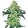 WHITE SKUNK · White Label Seeds · semillas de marihuana · Reg