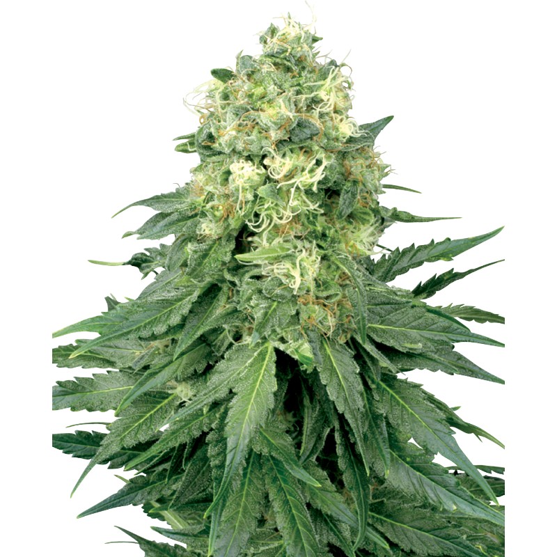 WHITE WIDOW · White Label Seeds · semillas de marihuana · Reg