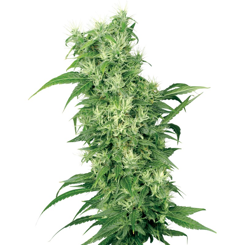 FEMALE MIX · White Label  Seeds · semillas de marihuana · Fem