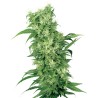 FEMALE MIX · White Label  Seeds · semi di canapa · Fem