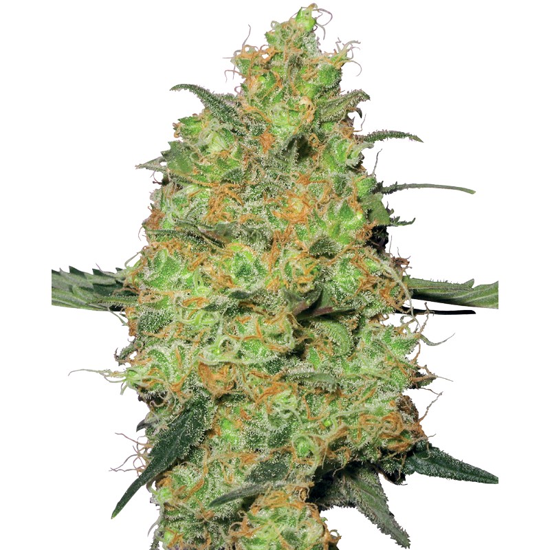 MASTER KUSH · White Label  Seeds · semi di canapa indiana · Fem